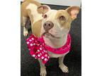 Adopt HONEY a Tan/Yellow/Fawn - with White Staffordshire Bull Terrier / Pit Bull