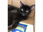 Adopt Bonnie (Bonded with Clyde) a All Black Domestic Shorthair / Domestic
