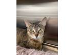 Adopt Latte (bonded with Bonita) a Brown or Chocolate Domestic Shorthair /