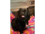 Adopt Gypsy a Black Pekingese / Mixed dog in Bonifay, FL (38324257)