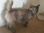 Adopt Luna a Gray or Blue Domestic Longhair / Domestic Shorthair / Mixed cat in