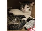 Adopt Bennett a White Domestic Shorthair / Domestic Shorthair / Mixed cat in