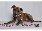 Adopt Tera a Brindle Mixed Breed (Medium) dog in Jefferson City, MO (38407099)