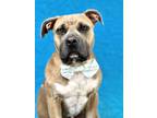 Adopt Bruno a Tan/Yellow/Fawn American Pit Bull Terrier / Mixed dog in Picayune