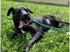 Adopt Cubby a Black Mixed Breed (Medium) / Mixed dog in Boone, NC (38386215)