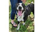 Adopt Daisy a Border Collie / Mixed Breed (Medium) / Mixed dog in Junction
