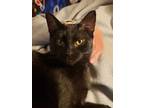 Adopt Gus a Domestic Shorthair / Mixed (short coat) cat in Fargo, ND (38243337)