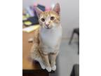 Adopt Peeta a Domestic Shorthair / Mixed (short coat) cat in Prairie du Chien