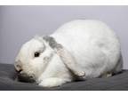 Adopt Linen a Lop, Holland / Mixed (short coat) rabbit in Pflugerville