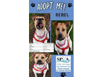 Adopt Rebel a Brown/Chocolate American Pit Bull Terrier / Mixed dog in Niagara
