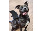 Adopt Otis *Sponsored Adoption a American Pit Bull Terrier / Mixed dog in