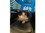 Adopt Winehouse a Domestic Shorthair / Mixed (short coat) cat in Fort Riley