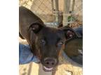 Adopt Larry a Labrador Retriever / Mixed dog in Athens, TX (38382881)