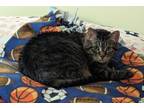 Adopt Trixy a Domestic Shorthair / Mixed (short coat) cat in Fargo