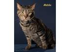 Adopt Matcha a Domestic Shorthair / Mixed (short coat) cat in San Jacinto
