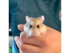 Adopt Buffy a Hamster small animal in Scotts Valley, CA (38128472)
