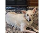 Adopt Pearl a German Shepherd Dog / Mixed Breed (Medium) / Mixed dog in Saint