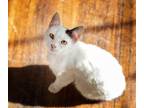 Adopt Trinity a Manx / Mixed (long coat) cat in Nashville, GA (38348265)