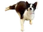 Adopt Morgan a Manx / Mixed (short coat) cat in Nashville, GA (38348298)