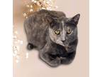 Adopt Lady Luck a Domestic Shorthair / Mixed (short coat) cat in Nashville