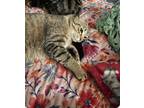 Adopt Nellie a Domestic Shorthair / Mixed (short coat) cat in Sewell