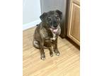 Adopt Layla - PLEASE READ ALL INFORMATION a Brindle Black Mouth Cur / Labrador