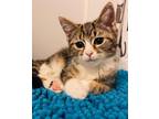 Adopt Cinderella a Brown Tabby Domestic Shorthair (short coat) cat in
