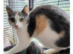 Adopt Clementine Wright a Spotted Tabby/Leopard Spotted Domestic Shorthair cat