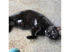 Adopt Bailey a Black & White or Tuxedo Domestic Shorthair / Mixed (short coat)