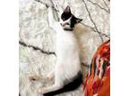 Adopt Gyoza a White Domestic Shorthair (short coat) cat in Lorton, VA (38257958)