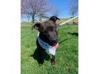 Adopt Fergie a Brindle American Staffordshire Terrier dog in Norristown