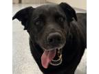 Adopt King a Labrador Retriever dog in Yankton, SD (38306535)