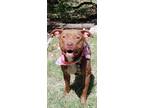 Adopt Stevie a Brown/Chocolate Pit Bull Terrier / Mixed dog in Lago Vista