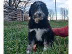 Aussiedoodle Miniature PUPPY FOR SALE ADN-758311 - Midsize F1 Aussiedoodle