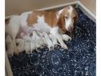 Basset Hound PUPPY FOR SALE ADN-758316 - AKC lemon and white basset puppies