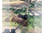 Labrador Retriever PUPPY FOR SALE ADN-758200 - AKC Chocolate Labrador Puppies