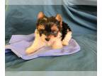Biewer Terrier PUPPY FOR SALE ADN-758199 - Kewpie Semper Fi Litter born 122723