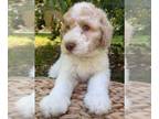 Double Doodle PUPPY FOR SALE ADN-758160 - STUNNING DOUBLE DOODLES