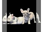 French Bulldog PUPPY FOR SALE ADN-758378 - AKC French Bulldogs