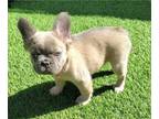 French Bulldog PUPPY FOR SALE ADN-758381 - Lilac Fawn Fluffy Frenchie