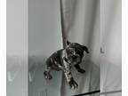 French Bulldog PUPPY FOR SALE ADN-758058 - Blue Merle gorgeous male