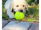 Labrador Retriever PUPPY FOR SALE ADN-757649 - Labrador Retriever pups