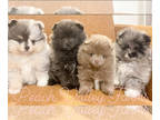 Pomeranian PUPPY FOR SALE ADN-758214 - Teacup Pomeranians