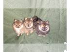 Pomeranian PUPPY FOR SALE ADN-758384 - 3 AKC 11 week old puppies for sale