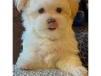 Maltese Puppy for sale in Fort Worth, TX, USA