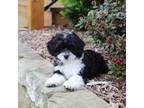 Cavapoo Puppy for sale in Ripley, WV, USA