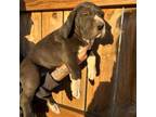 Great Dane Puppy for sale in Gorham, KS, USA
