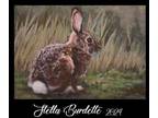 ACEO Original North American Cottontail Rabbit OOAK - Stella Burdette