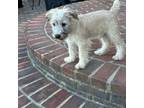 Schnauzer (Miniature) Puppy for sale in New Castle, IN, USA