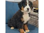 Bernese Mountain Dog Puppy for sale in Sheridan, MT, USA